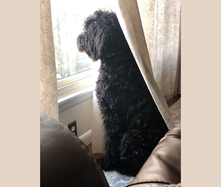 Louie, a Goldendoodle tested with EmbarkVet.com