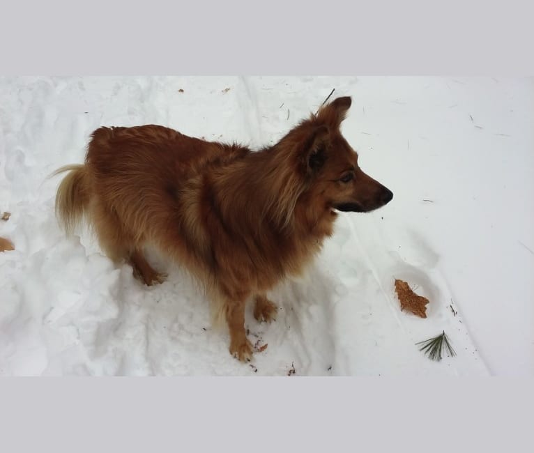 Forest, a Collie and American Eskimo Dog mix tested with EmbarkVet.com