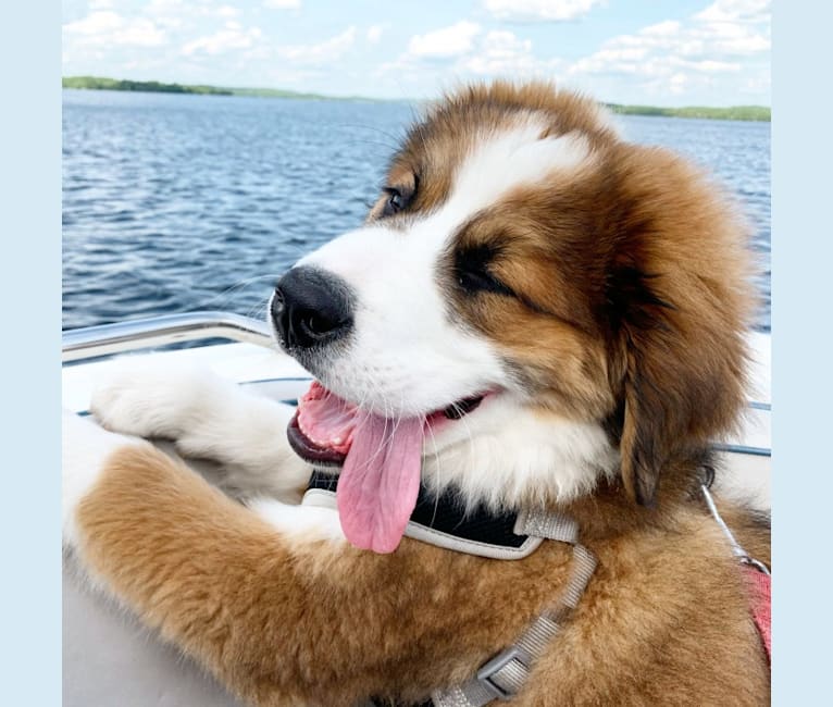 Bernese mountain dog saint bernard mix 2025