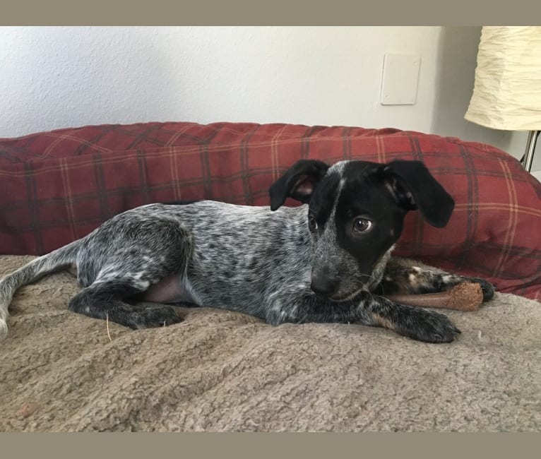 Sophie, an Australian Cattle Dog and Dachshund mix tested with EmbarkVet.com