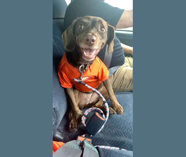 Molly, a Boykin Spaniel and American Foxhound mix tested with EmbarkVet.com