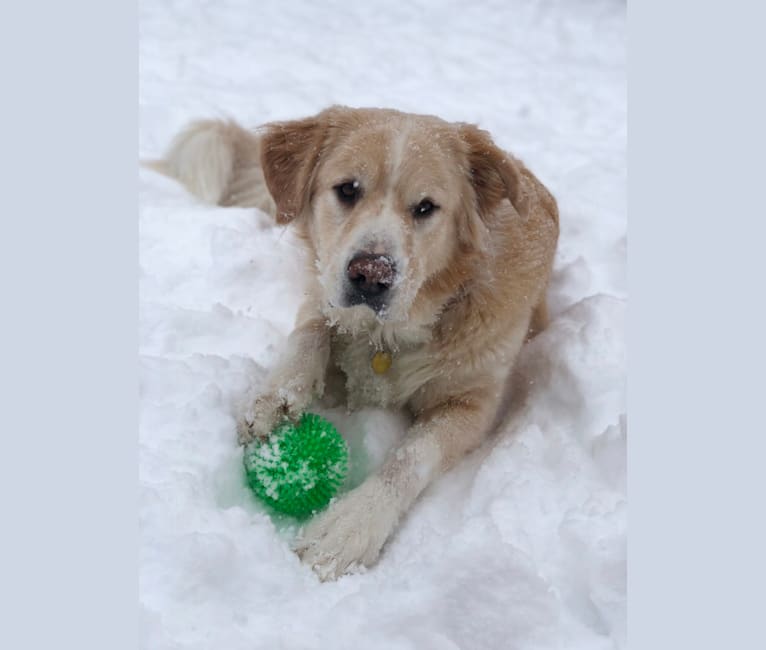 Zeus, a Saint Bernard and Anatolian Shepherd Dog mix tested with EmbarkVet.com