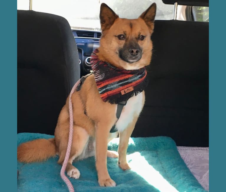 Muna, a Japanese or Korean Village Dog tested with EmbarkVet.com