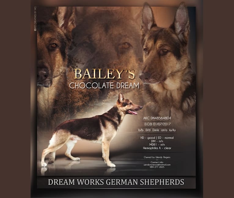 Baileys Chocolate Dream, a German Shepherd Dog tested with EmbarkVet.com