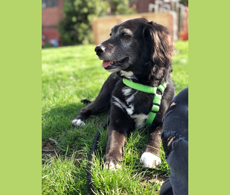 american eskimo beagle mix