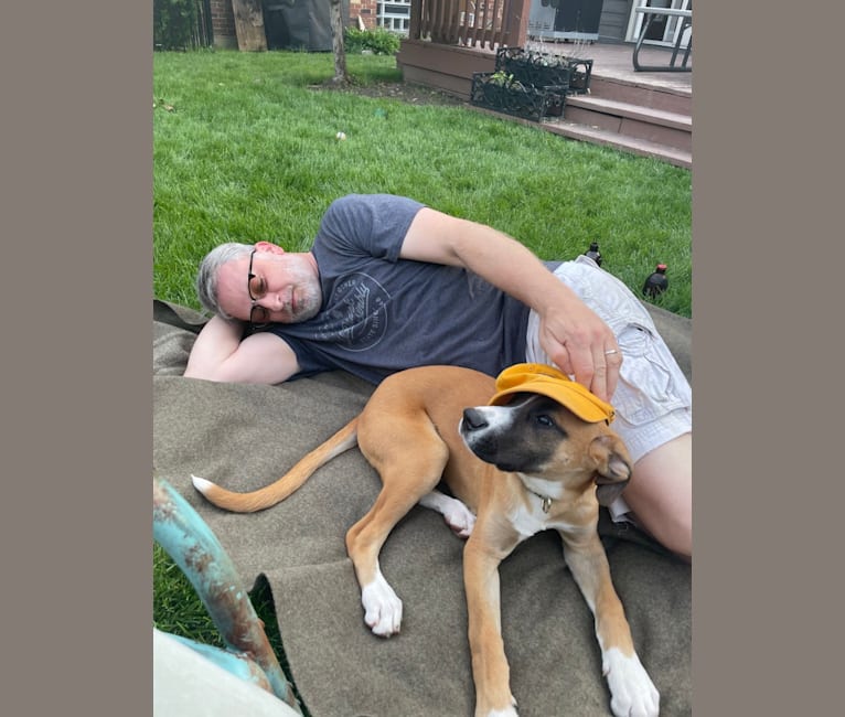 Sawyer, a Boxer and Great Pyrenees mix tested with EmbarkVet.com