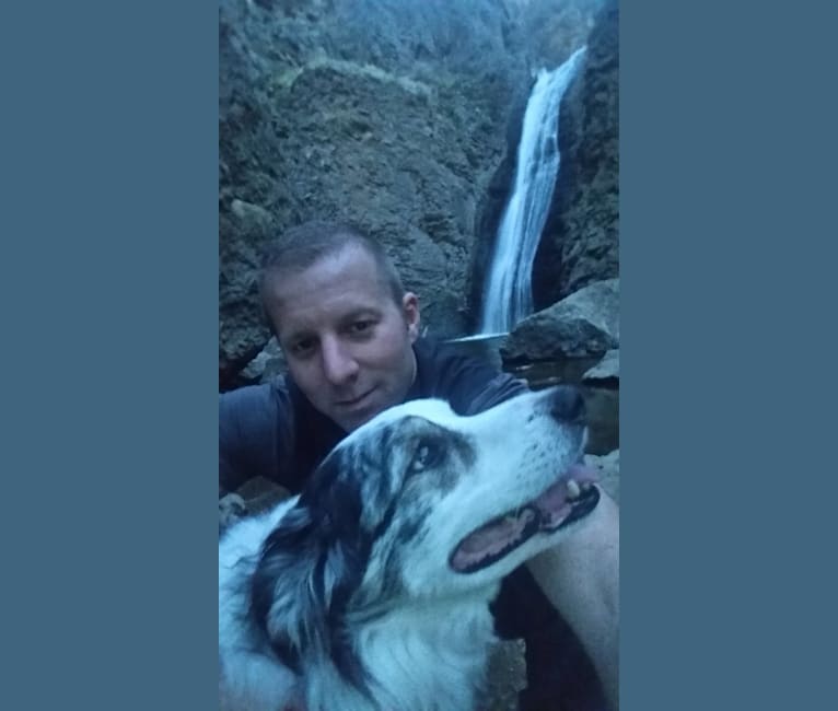 Darby, a Border Collie and Australian Shepherd mix tested with EmbarkVet.com