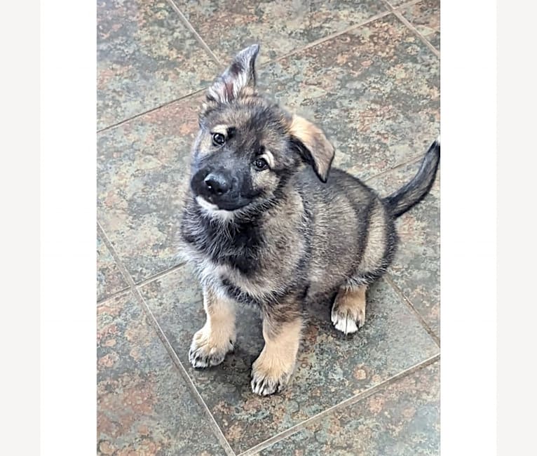 Manfred Von Rexroad, a German Shepherd Dog and American Pit Bull Terrier mix tested with EmbarkVet.com
