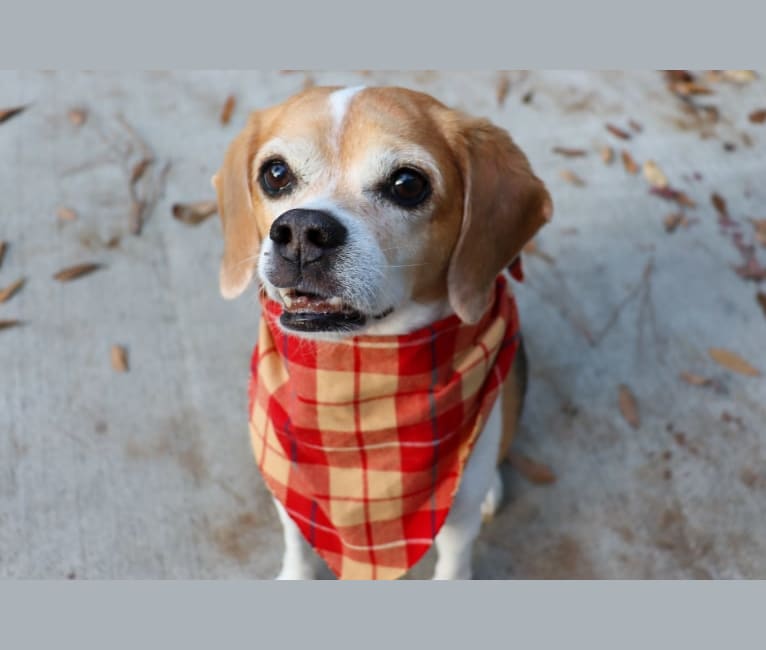 Ellie, a Beagle tested with EmbarkVet.com