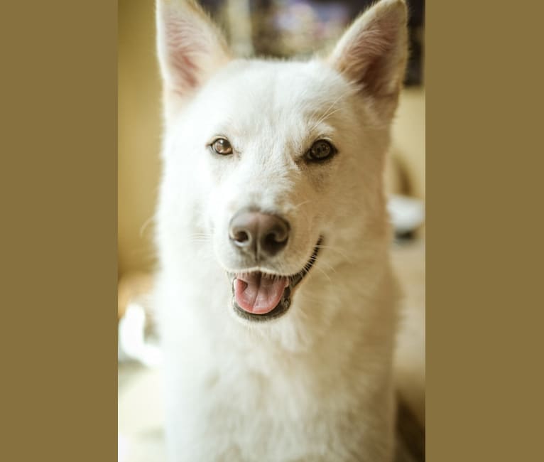 BingGoo, a Japanese or Korean Village Dog tested with EmbarkVet.com