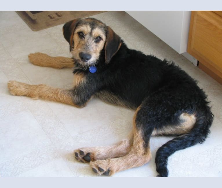 Sunny, an Airedale Terrier and Bluetick Coonhound mix tested with EmbarkVet.com