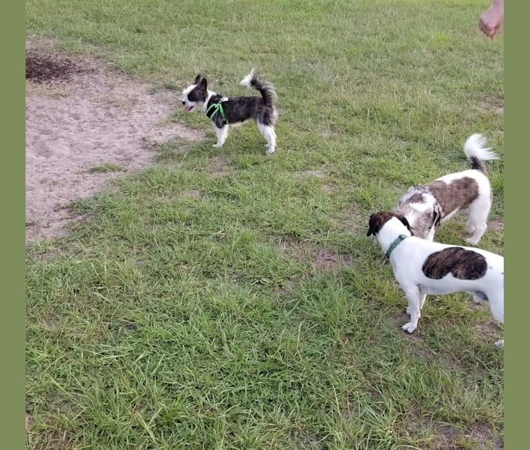 Photo of Peg, a Maltese, Boston Terrier, and French Bulldog mix in Orlando, Florida, USA