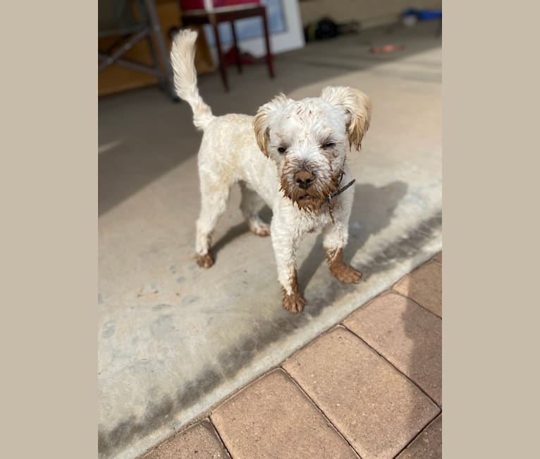 Photo of Cody, a Poodle (Small), American Pit Bull Terrier, Miniature Pinscher, Shih Tzu, Pomeranian, and Mixed mix in Phoenix, Arizona, USA