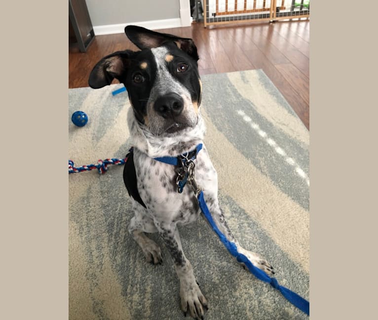 Milo, an American Pit Bull Terrier and Australian Cattle Dog mix tested with EmbarkVet.com