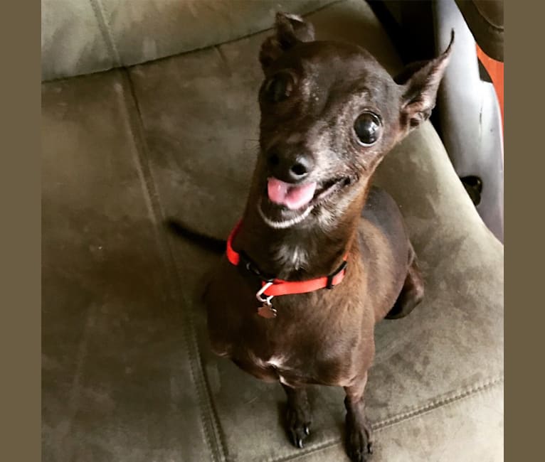 Embark Dog DNA Test Breed