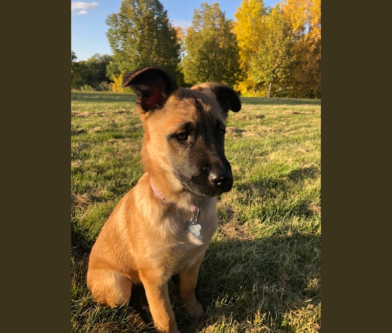 Winnie, a German Shepherd Dog and Great Pyrenees mix tested with EmbarkVet.com