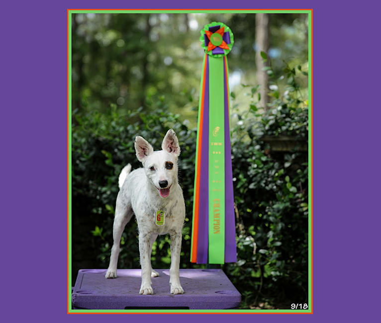 High Cotton's "Roodie", a Russell-type Terrier and Rat Terrier mix tested with EmbarkVet.com