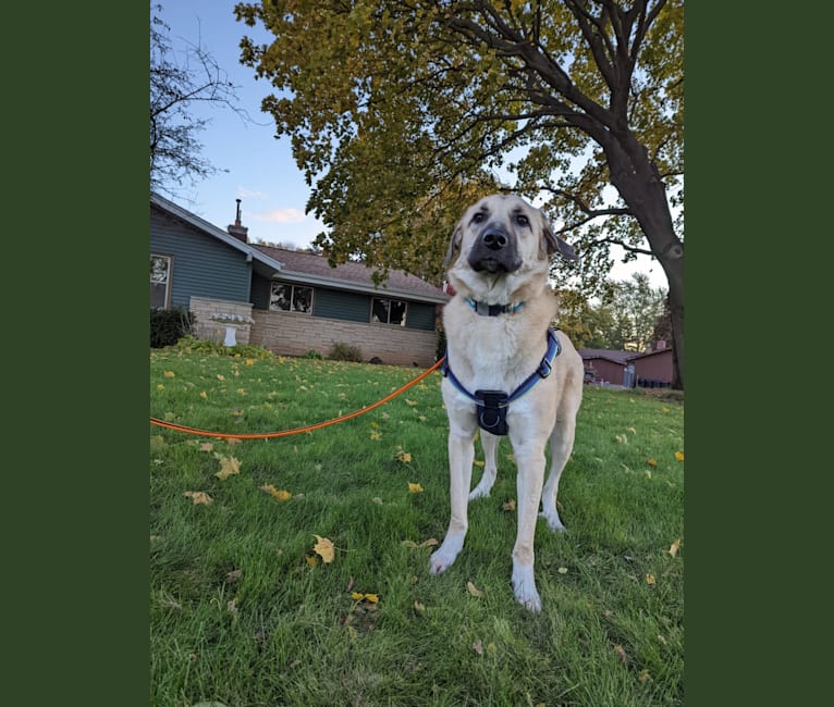 Chewie, an Anatolian Shepherd Dog and Great Pyrenees mix tested with EmbarkVet.com