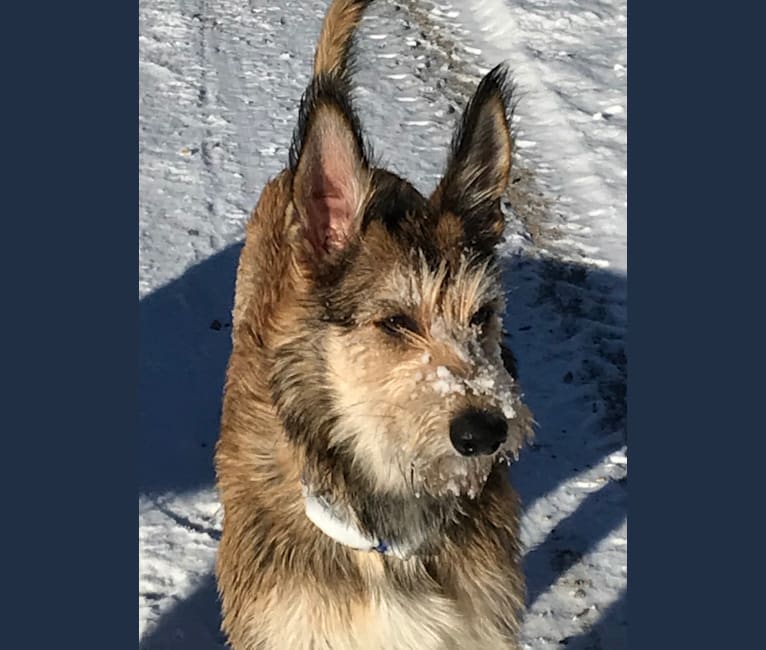 Dixie, a Berger Picard tested with EmbarkVet.com