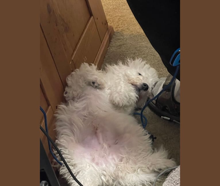 Oz, a Bichon Frise tested with EmbarkVet.com