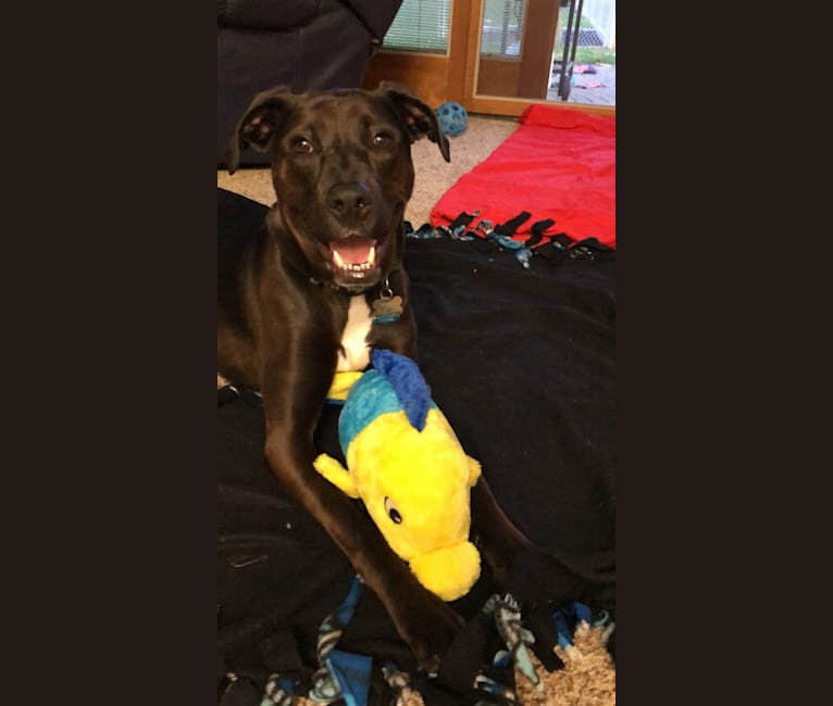 Axel, a Staffordshire Terrier and Rottweiler mix tested with EmbarkVet.com