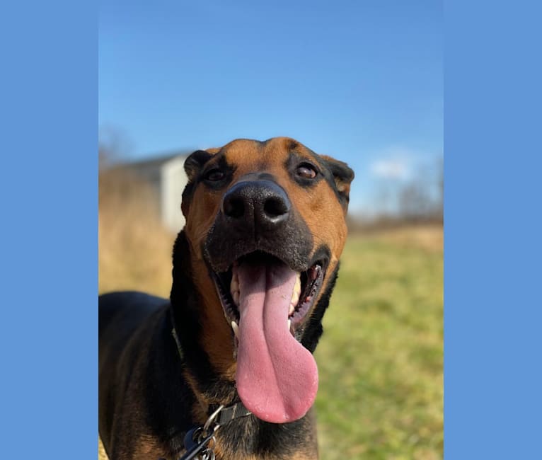 Gunther, a Doberman Pinscher and German Shepherd Dog mix tested with EmbarkVet.com