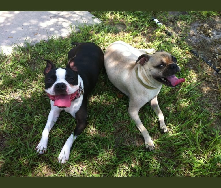 Photo of Kona, a Pug and Chihuahua mix in Sanford, FL, USA