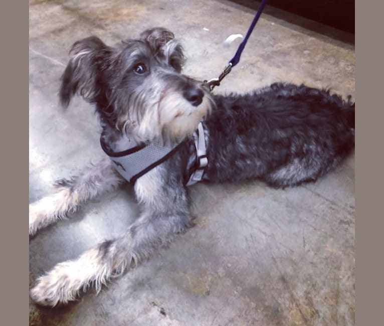 Fallon, a Miniature Schnauzer and Russell-type Terrier mix tested with EmbarkVet.com