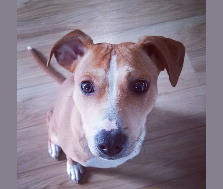 Pinscher stafford store mix