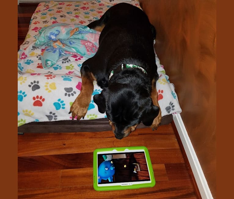 Adeline, a Rottweiler tested with EmbarkVet.com