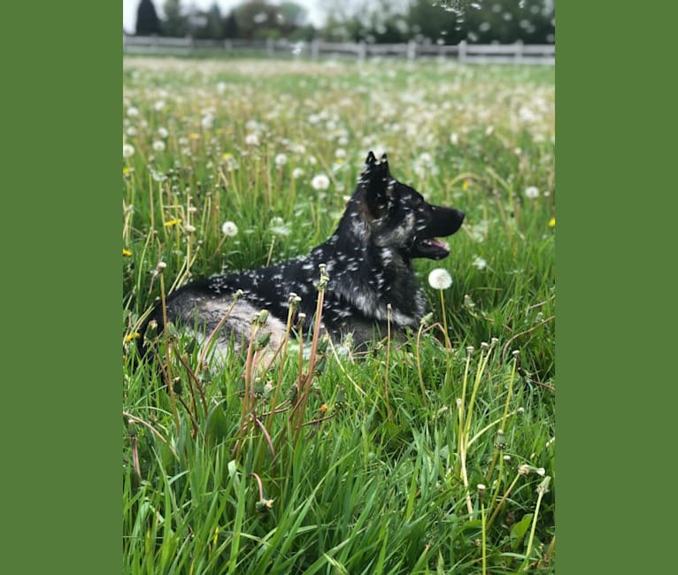 Photo of Kenzo, a German Shepherd Dog (7.8% unresolved) in Netherlands