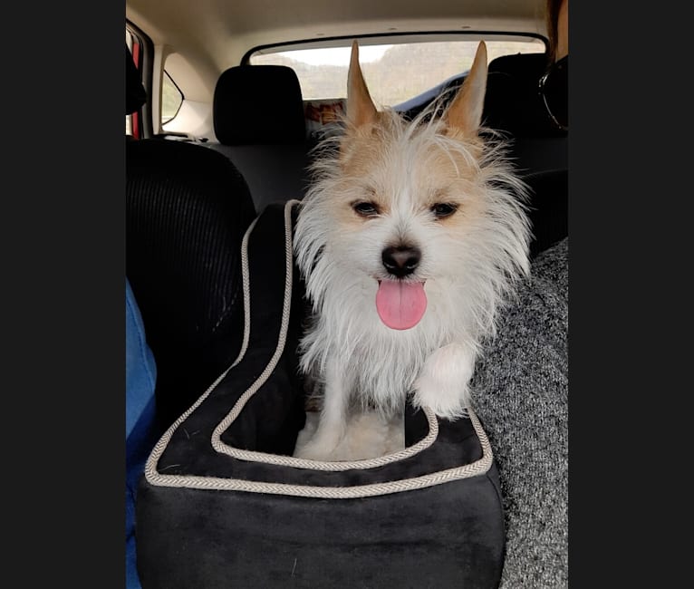 Tucker, a Chihuahua and Maltese mix tested with EmbarkVet.com