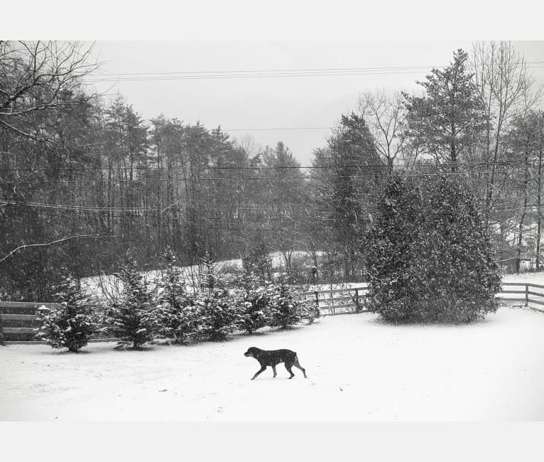 Agnes, a Rottweiler tested with EmbarkVet.com