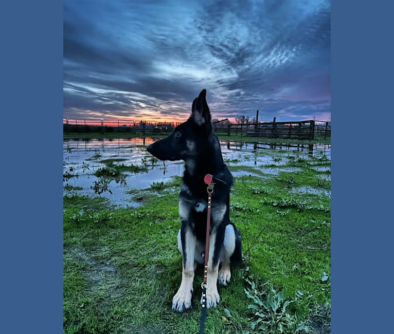 Pyro, a German Shepherd Dog (6.9% unresolved) tested with EmbarkVet.com