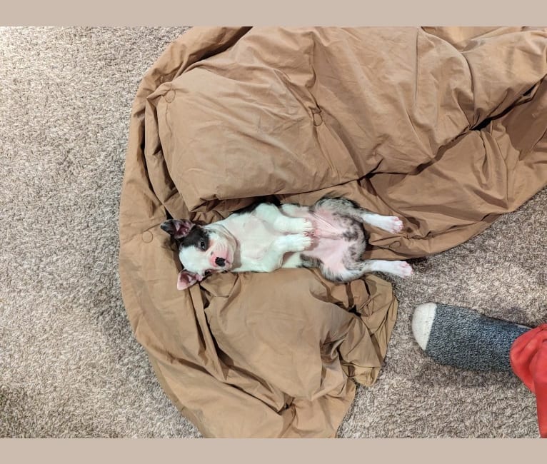 Brutus, a Boston Terrier tested with EmbarkVet.com