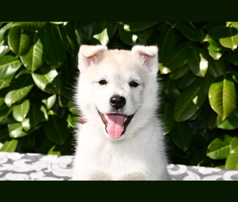 Onida, a Siberian Husky and German Shepherd Dog mix tested with EmbarkVet.com