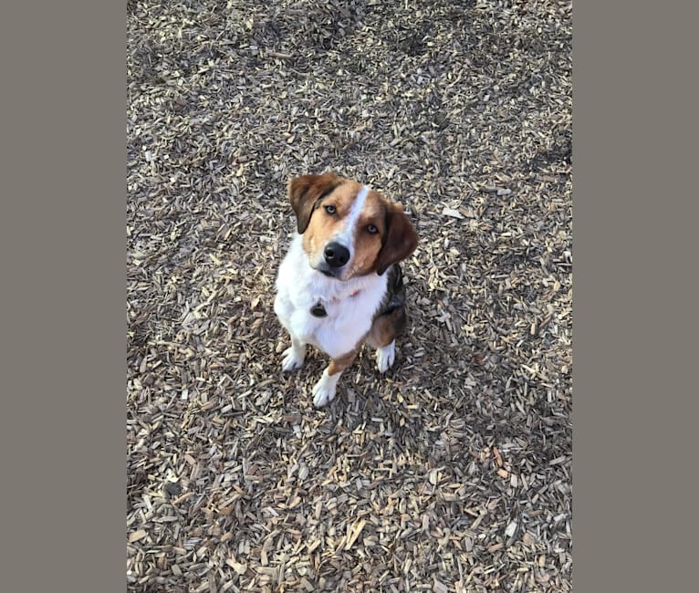 Chelsea, an Australian Shepherd and Treeing Walker Coonhound mix tested with EmbarkVet.com