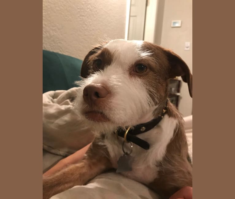 embark dog dna test breed