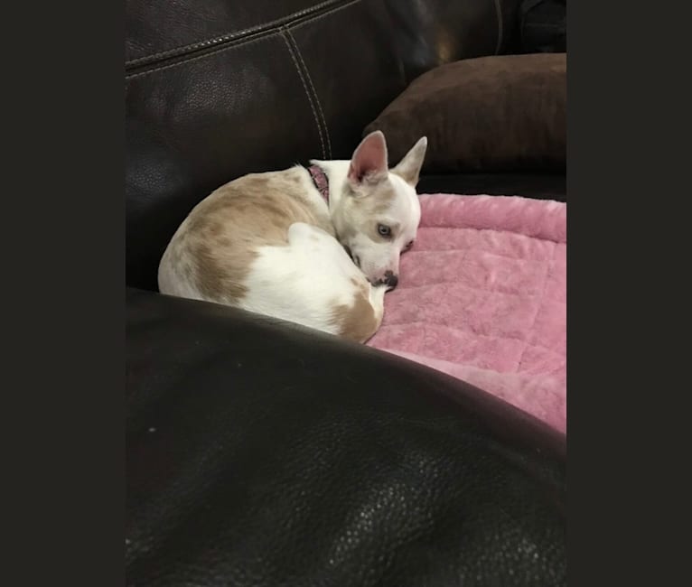 Bailey, a Chihuahua tested with EmbarkVet.com