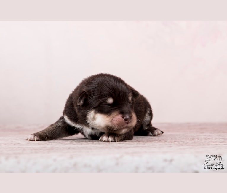 Isha, a Finnish Lapphund tested with EmbarkVet.com