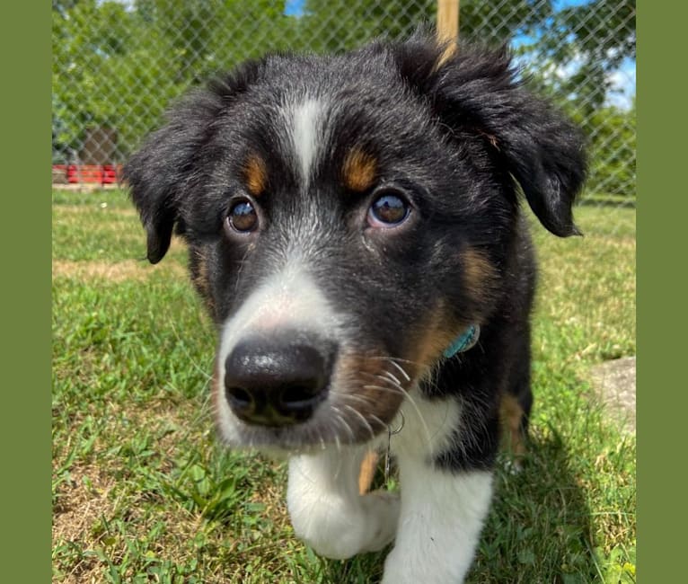 Rex, an Australian Shepherd and English Shepherd mix tested with EmbarkVet.com