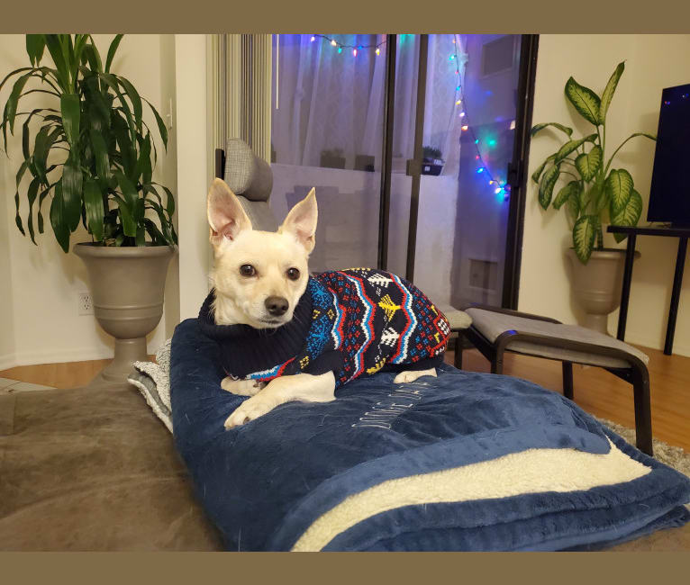 Austin "Sausage" Kim, a Poodle (Small) and Chihuahua mix tested with EmbarkVet.com