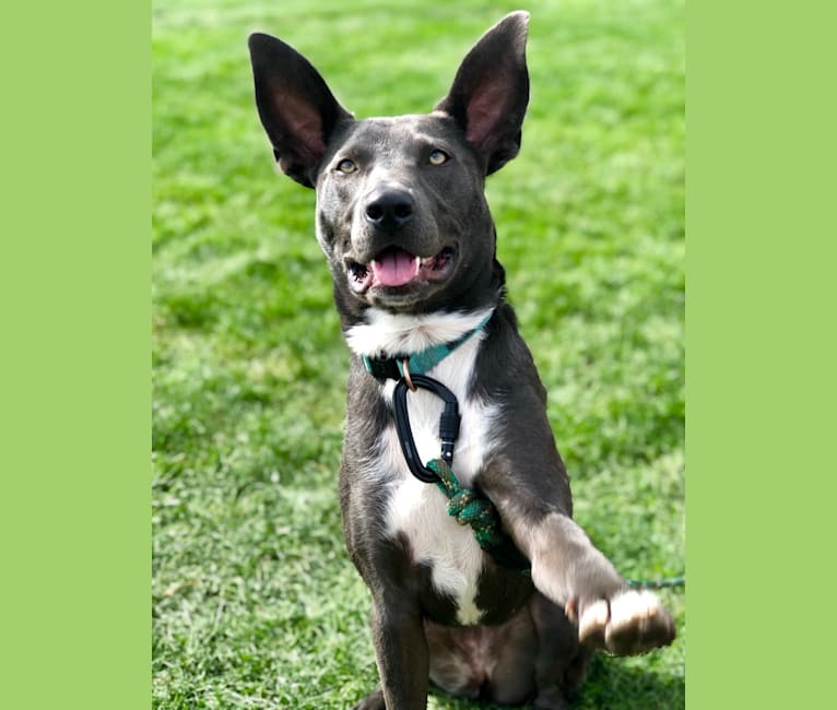 Zia, a Border Collie and American Bully mix tested with EmbarkVet.com