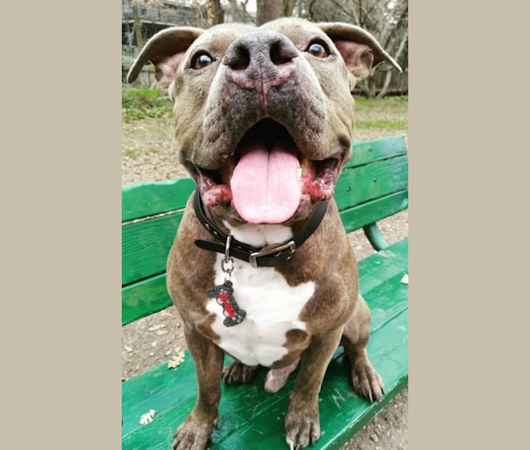 Aries, an American Bully tested with EmbarkVet.com