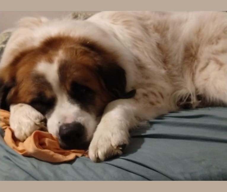 Photo of Darby, a Great Pyrenees and Saint Bernard mix in Grand Junction, Colorado, USA