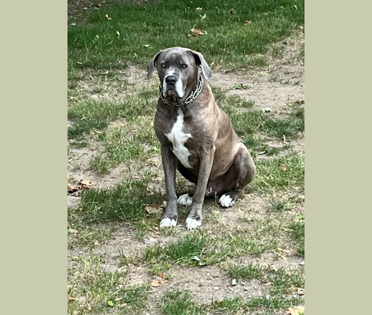 Brody, an American Bulldog and Neapolitan Mastiff mix tested with EmbarkVet.com