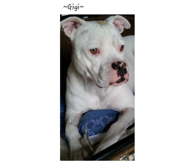 Photo of Gigi, an American Pit Bull Terrier, American Bulldog, and Boxer mix in Florida, USA