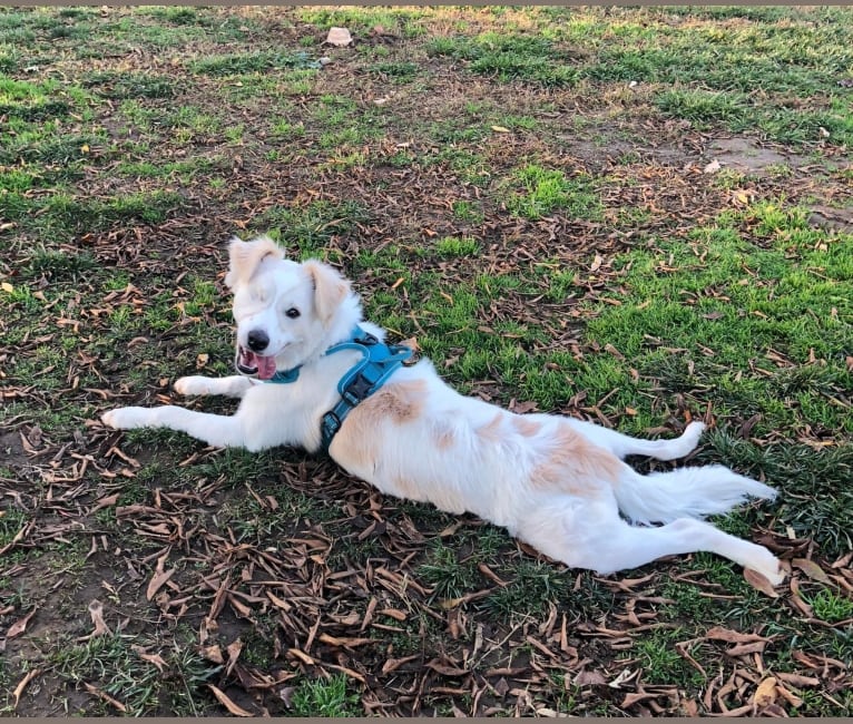 Cosmo, a Chihuahua and Australian Cattle Dog mix tested with EmbarkVet.com