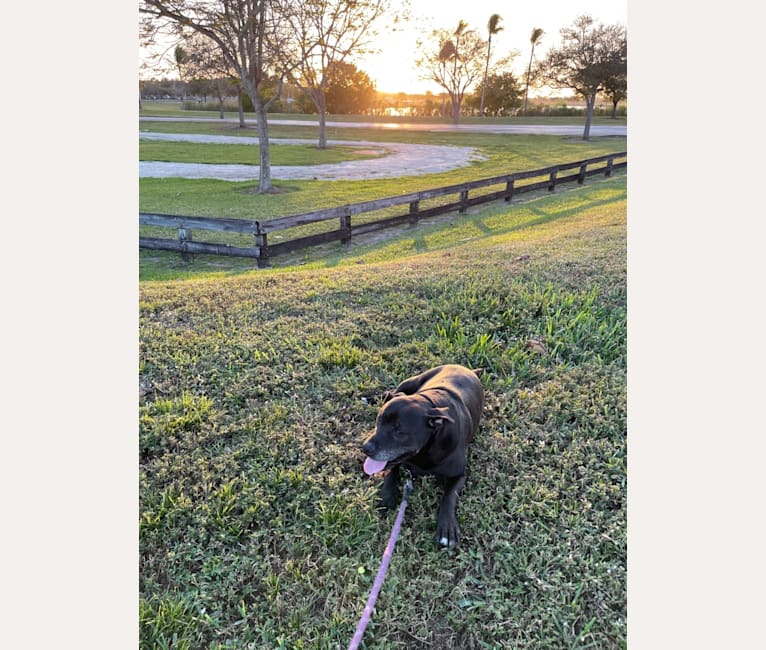 Snoop, an American Bully and Golden Retriever mix tested with EmbarkVet.com
