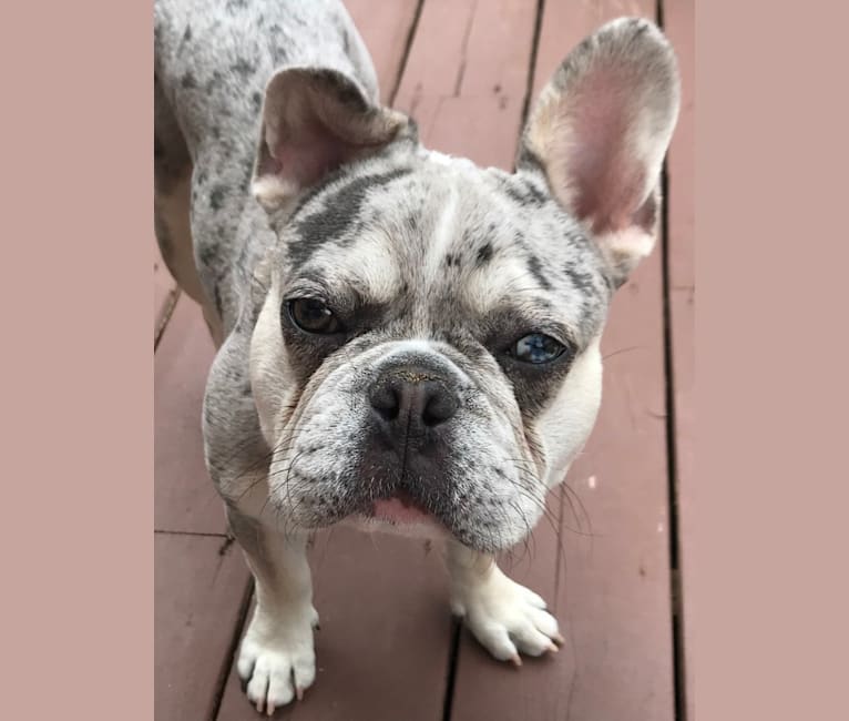 Marsellus, a French Bulldog tested with EmbarkVet.com